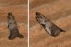 Acrobasis fallouella